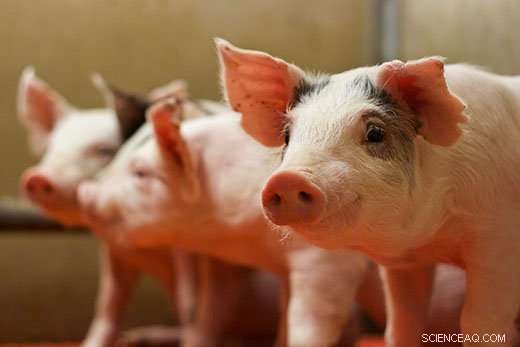 University Study Reveals Gestating Sows Digest Energy More Efficiently Than Growing Gilts