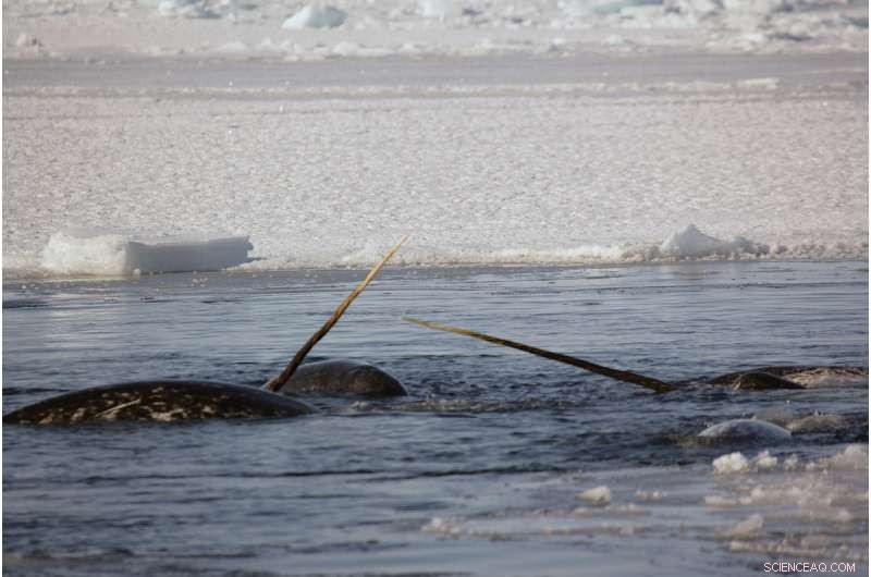 Heart Rate Monitoring of Wild Narwhals Uncovers Alarming Stress Responses