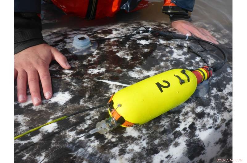 Heart Rate Monitoring of Wild Narwhals Uncovers Alarming Stress Responses