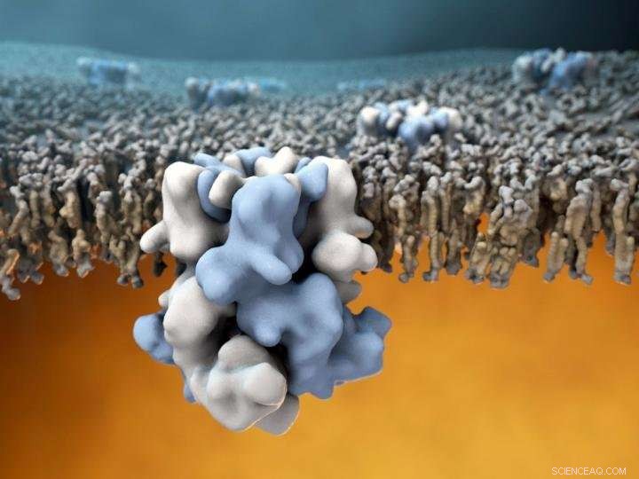 Scientists Unveil Surprising Atomic Structure of the Cold and Menthol Receptor TRPM8