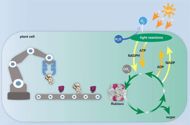 Revolutionizing Agriculture: The Future of Crop Engineering