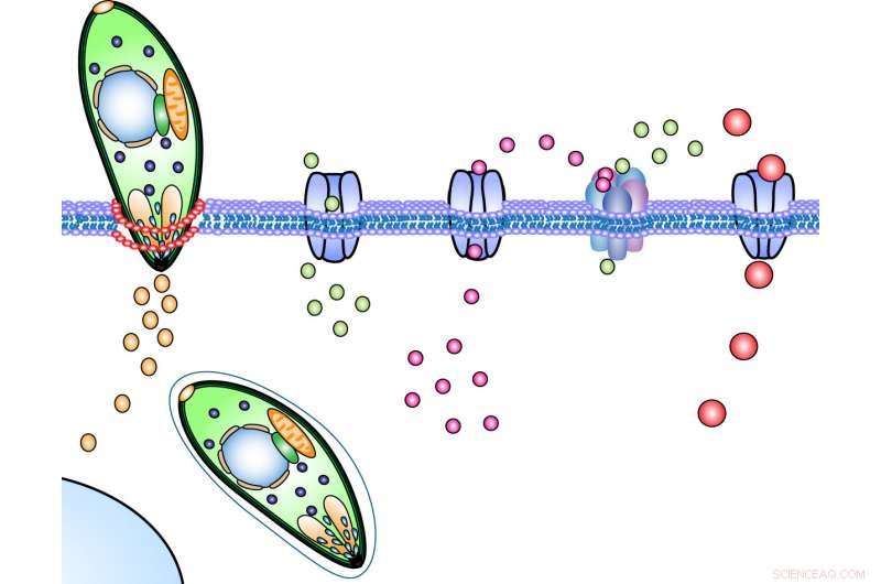 Toxoplasmosis: How the Parasite Hijacks Immune Cells to Cross the Blood‑Brain Barrier