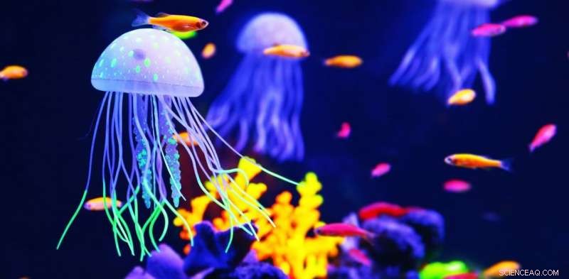 Jellyfish: Unveiling Their Extraordinary Powers and Why They Deserve Respect