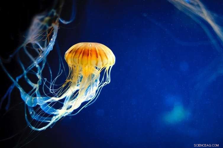 Jellyfish: Unveiling Their Extraordinary Powers and Why They Deserve Respect