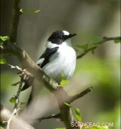 Warming Springs Reduce Hybridization Rates Between Songbird Species