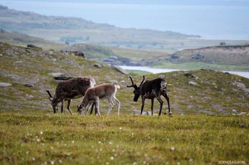 Historic Reindeer Grazing Footprints Endure a Century Later