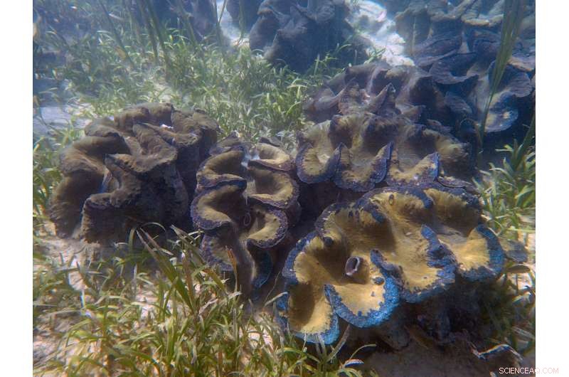 Global Review of Giant Clam Species Led by Premier Marine Scientists