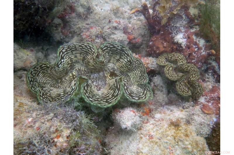 Global Review of Giant Clam Species Led by Premier Marine Scientists