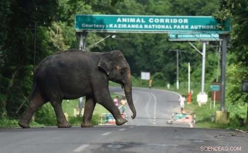 Train Tragedy: Five Elephants Killed Crossing Tracks in India s Tea Plantations