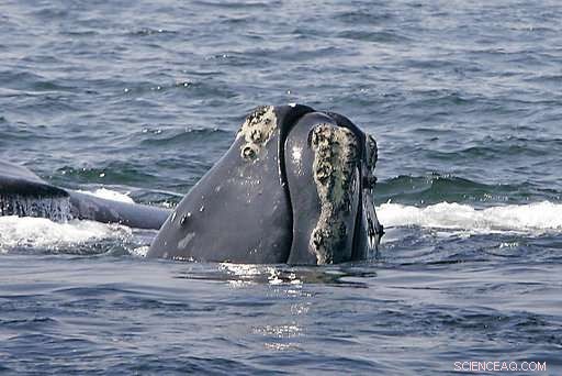 Right Whales Face Extinction After Devastating Year, Officials Warn