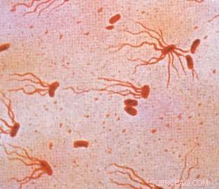 Salmonella Typhi Toxin Shows Unexpected Sugar Affinity, New Study Reveals