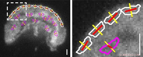 Live-Cell Microscopy Uncovers Internal Forces Guiding Cell Migration
