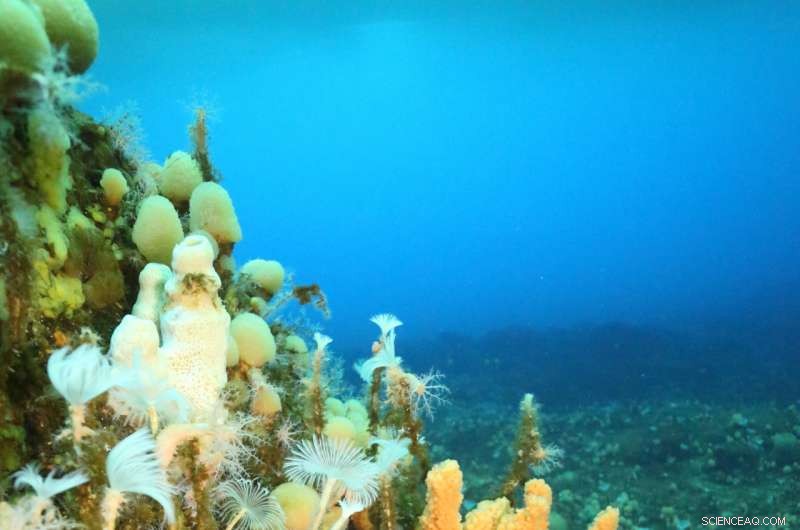 First Global Study Uses Satellites & Ocean Models to Unveil Antarctic Seafloor Biodiversity