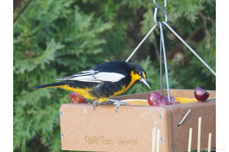 Black‑backed Oriole Visit Generates $223,851 in Rural Pennsylvania Economy