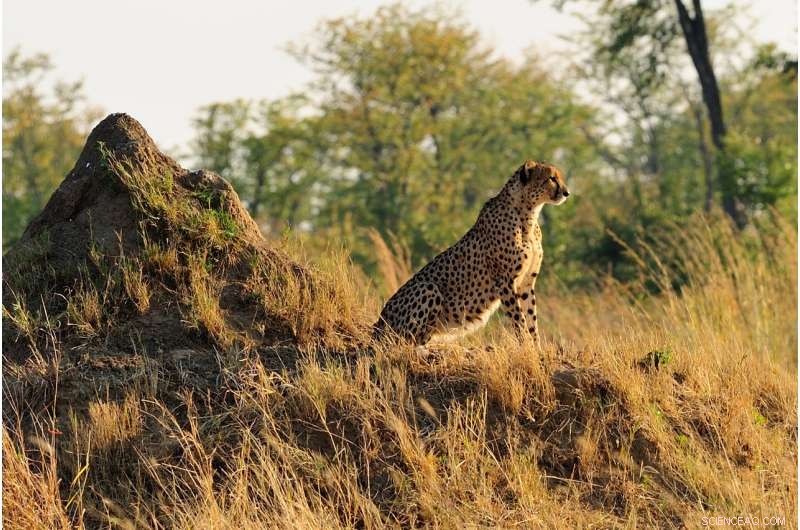 Scientists Call for Immediate Endangered Status for Cheetahs