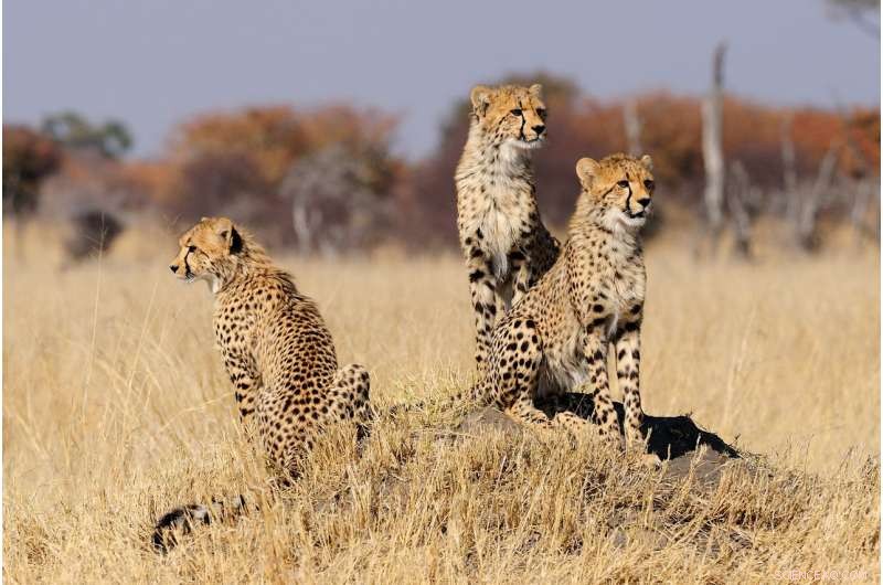 Scientists Call for Immediate Endangered Status for Cheetahs