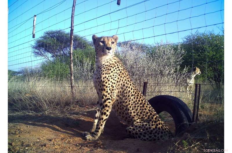 Scientists Call for Immediate Endangered Status for Cheetahs
