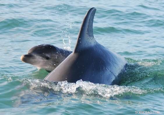 UNSW Sydney Breakthrough: Dolphin & Bear Studies Revolutionize Population Forecasting
