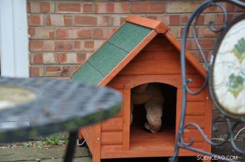 Is a New Dog Fitness Tracker Worth Your Money? Expert Verdict