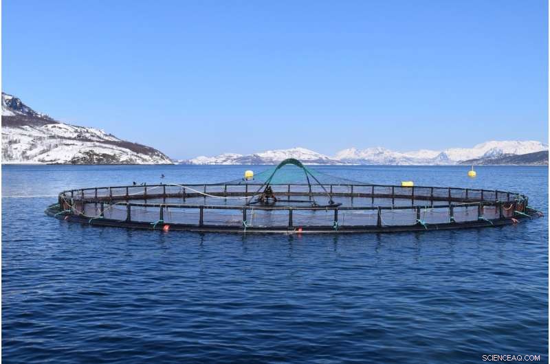 Revolutionary Method Accelerates Detection of Salmon Farm Environmental Impacts