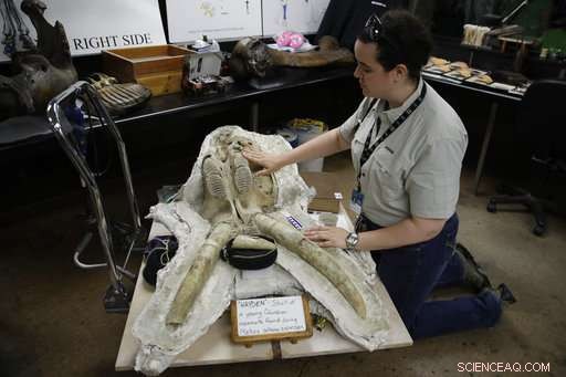 LA Metro Purple Line Construction Uncovers Numerous Ice Age Fossils – Updated Findings