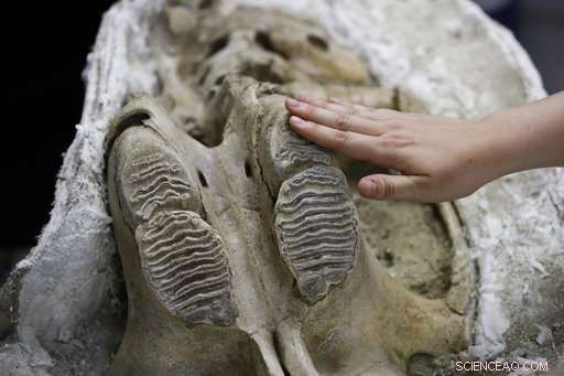 LA Metro Purple Line Construction Uncovers Numerous Ice Age Fossils – Updated Findings