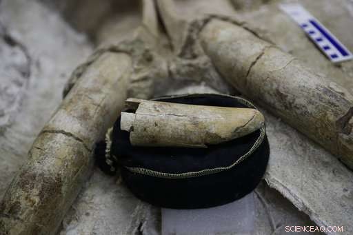 LA Metro Purple Line Construction Uncovers Numerous Ice Age Fossils – Updated Findings