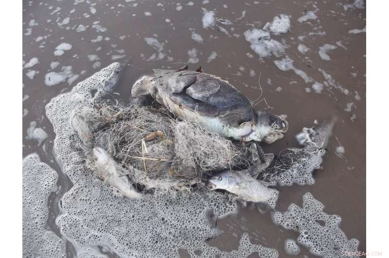 Marine Turtles Fight Plastic: Thousands Perish Each Year From Rubbish Entanglement