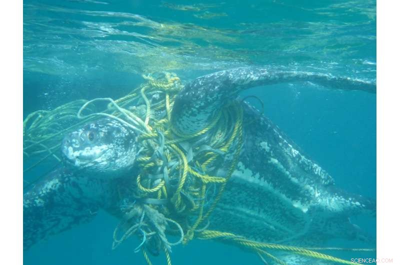 Marine Turtles Fight Plastic: Thousands Perish Each Year From Rubbish Entanglement