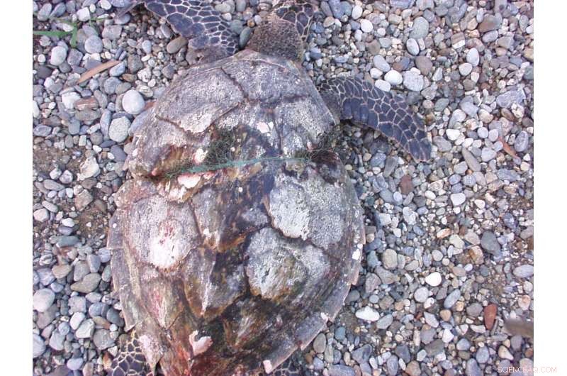 Marine Turtles Fight Plastic: Thousands Perish Each Year From Rubbish Entanglement