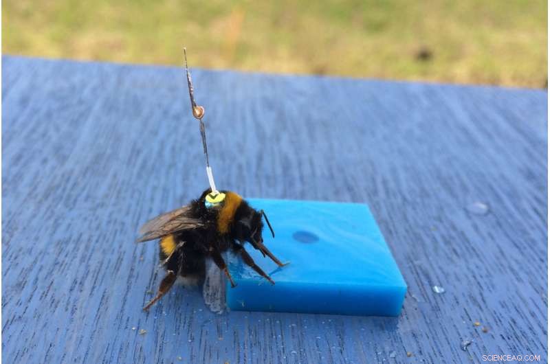 Radar Tracking Reveals How Bees Master Efficient Flower Routes