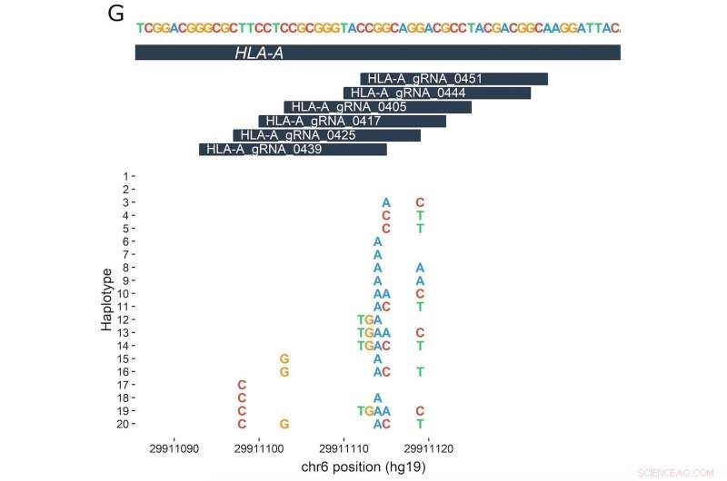 How Individual Genomes Influence Gene Editing Efficacy and Safety