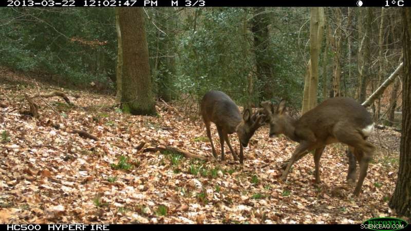 Citizen Scientists Capture Britain s Wild Mammals on Camera