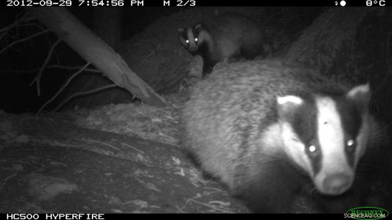 Citizen Scientists Capture Britain s Wild Mammals on Camera