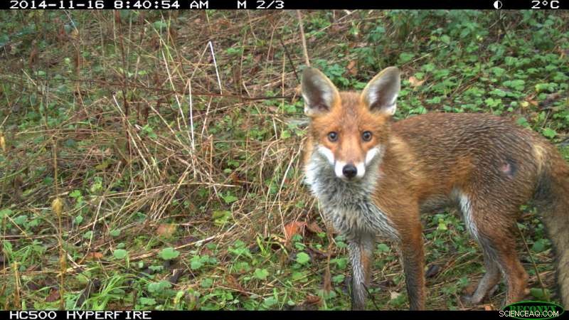 Citizen Scientists Capture Britain s Wild Mammals on Camera