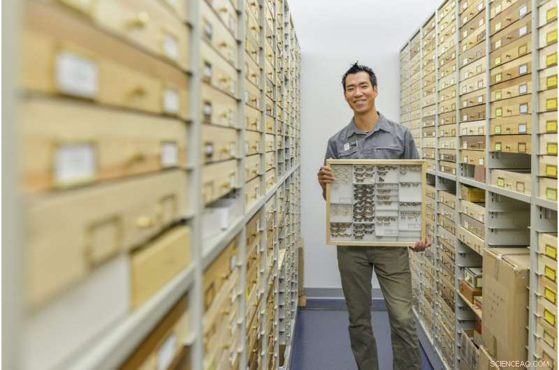 New Study Reveals Activity Patterns of Moths and Butterflies: Night vs. Day