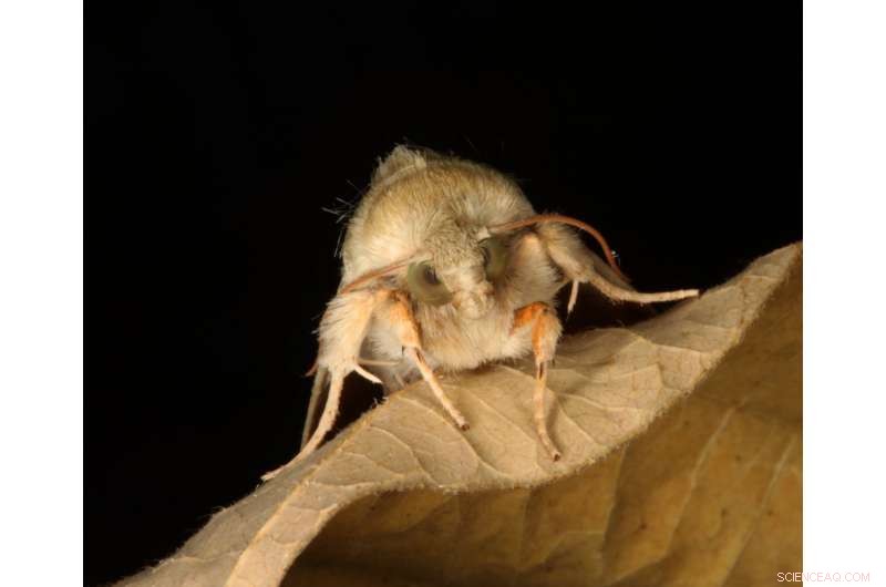 New Study Reveals Activity Patterns of Moths and Butterflies: Night vs. Day