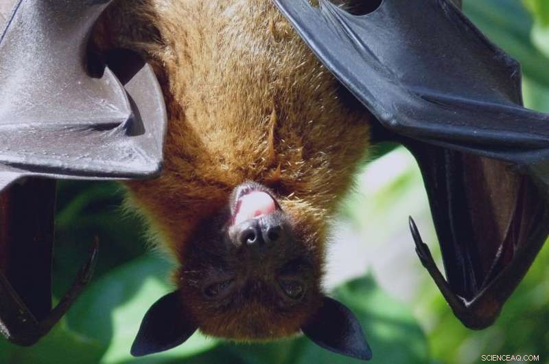 Combating White-Nose Syndrome: Protecting North American Bats