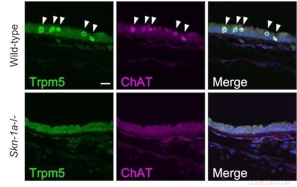 Unveiling Chemosensory Cells: A Systemic Whole-Body Analysis