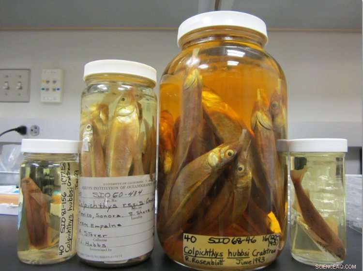 Colorado River Water Withdrawals Endanger Indigenous Fish Populations