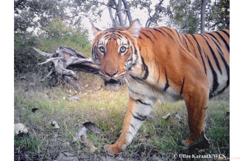 Accurate Data Is Key to Tiger Conservation Success