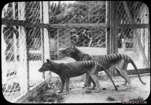 Tasmanian Tiger’s Demise Predetermined Long Before Humans: Scientists Reveal