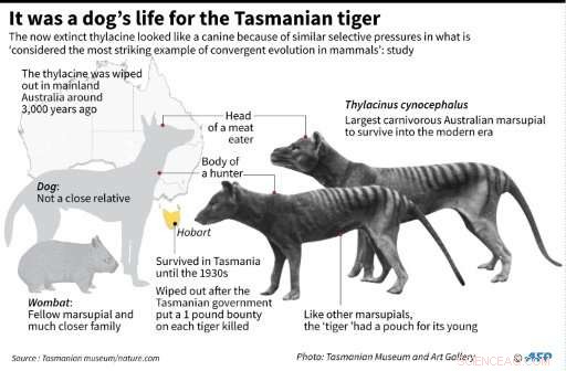 Tasmanian Tiger’s Demise Predetermined Long Before Humans: Scientists Reveal