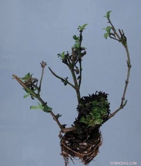 Plant Pathologists Uncover Unexpected Evolutionary Shift in Common Bacteria