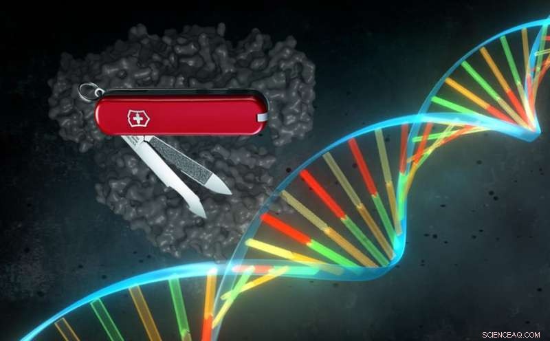 Exploring CRISPR’s Swiss Army Knife: Versatile Gene Editing with Cpf1