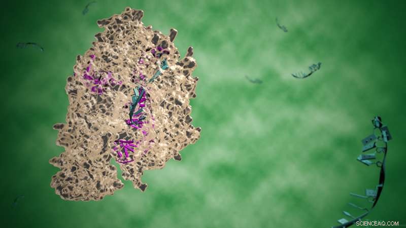 Exploring CRISPR’s Swiss Army Knife: Versatile Gene Editing with Cpf1