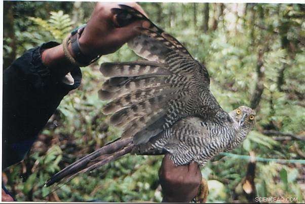 Tracking the Elusive Henst s Goshawk: Using Isotope Analysis to Reveal Its Hunting Range