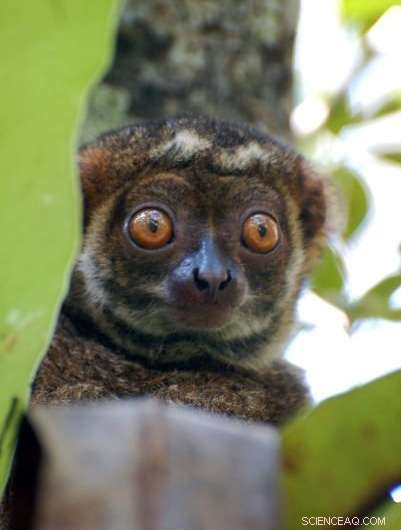 Tracking the Elusive Henst s Goshawk: Using Isotope Analysis to Reveal Its Hunting Range