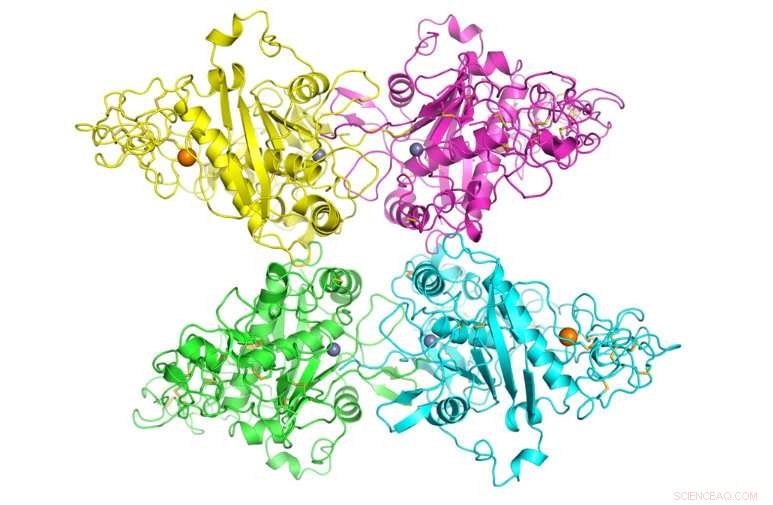 New Study Uncovers Robust Enzyme Structure Linked to Alzheimer’s and Cancer