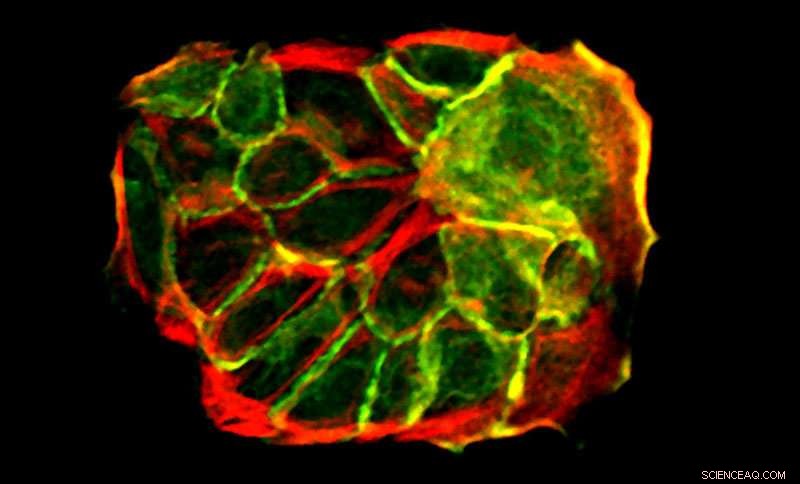 How Skin Stem Cells Detect Crowding to Guide Their Fate